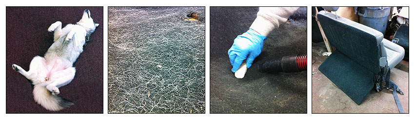 pumice removes dog hair